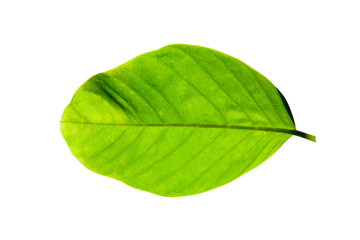Green leaves isolated on a white background. / clipping path