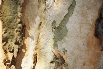 Tree bark, close-up