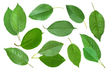 Green cherry leaves flying on white background