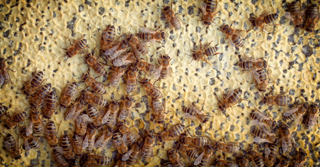Bees work on honeycombs, background or texture.