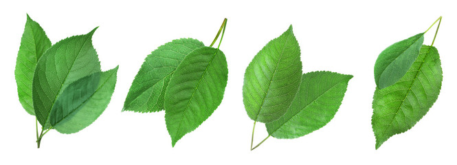 Set of green cherry leaves on white background. Banner design