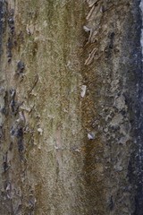 Peeled wall