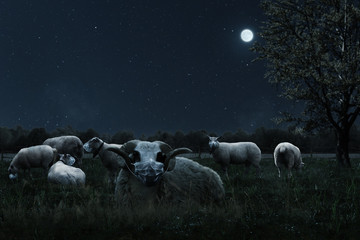 resting herd of sheep covered with protective mask grazing at pasture field  - obrazy, fototapety, plakaty