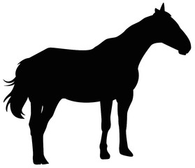 Pferd Silhouette