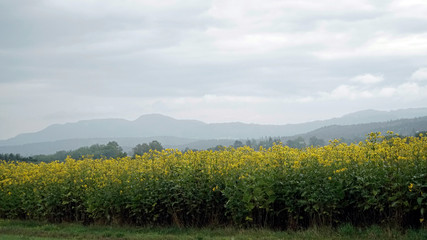 Fototapeta premium am Neckarradweg