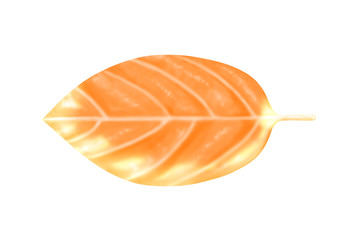 オレンジ色の葉