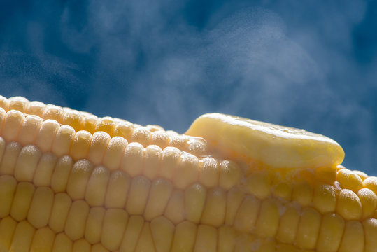 Closeup of a steaming organic corn cob with a piece of melting butter on top. Blue background.