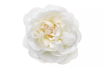 Fototapeten white rose isolated on white © Elena Umyskova