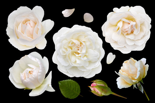 set of white roses isolated on black