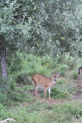 deer in the forest under apple tree