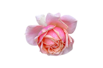 pink rose isolated on white