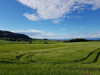 tractor tracks on green tall summer grassy field