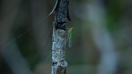 colorful insect sits on a dry branch, summer day