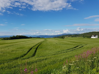 tractor tracks on green tall summer grassy field