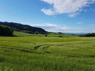 tractor tracks on green tall summer grassy field