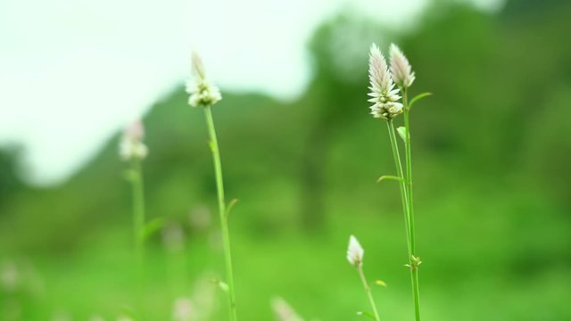 Focus defocus shot of Celosia argentea, commonly known as the plumed cockscomb or silver cock's comb.
