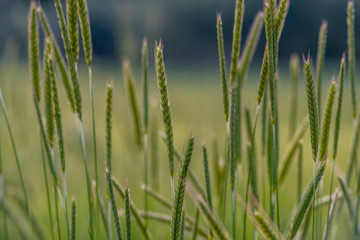 Green oat field and sunny day. Ripe green oat ears in the farm land