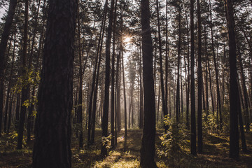 the sun breaks through the trees in the misty forest at dawn among the ferns