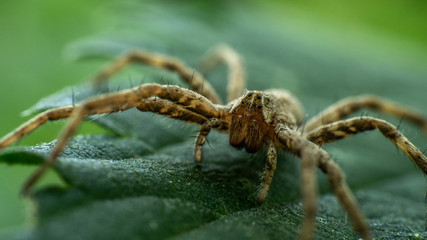 unique spider on a green leaf, summer day