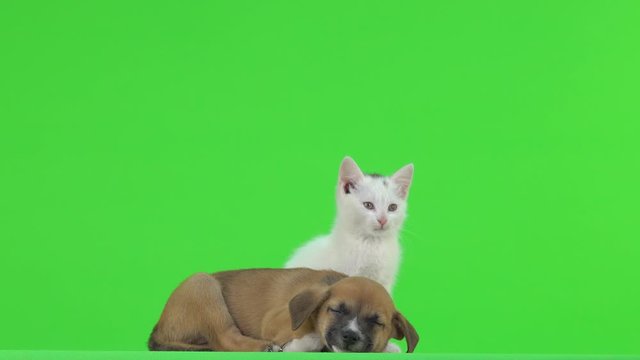 brown puppy is sleeping and the white kitten is sitting next to him with.  green screen.