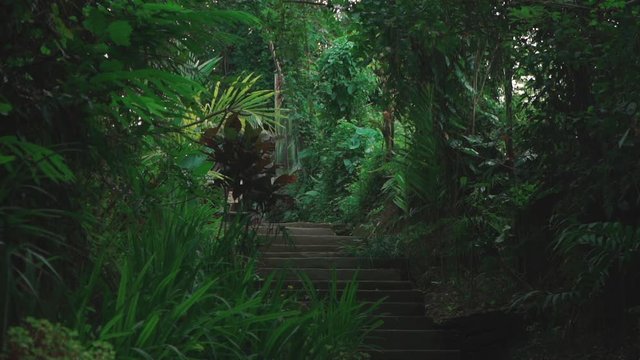 ancient stone steps in jungle in indonesia backround