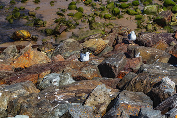 Red billed gulls at the beach, also known as the mackerel gull