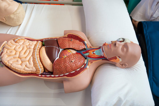 maniqu&iacute; de pr&aacute;cticas para rcp y cuidados y maniqu&iacute; de &oacute;rganos