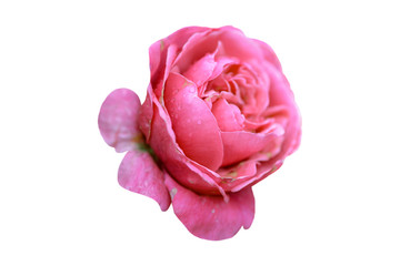 pink rose isolated on white