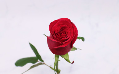 red rose on a white background