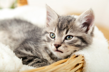 Kitten portrat. Cute gray tabby kitten sitting in wicker basket on white plaid. Newborn kitten Baby cat Kid domestic animal. Home pet. Cozy home winter