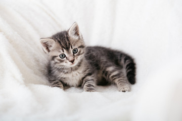 Striped tabby Kitten. Portrait of beautiful fluffy gray kitten. Cat, animal baby, kitten with big eyes sits on white plaid and looking in camera on white background