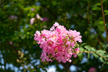 下町の街路樹に咲くサルスベリの花