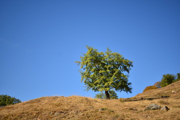 a single tree on the hill