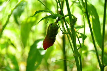 the red green ripe chilly with leaves and plant in the garden.