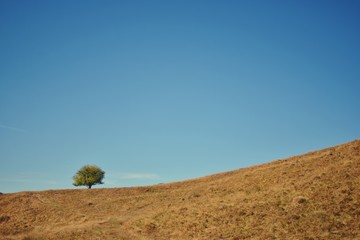 a single tree on the hill