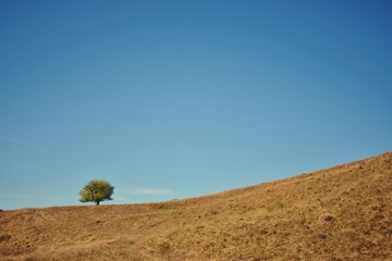 Fototapeta premium a single tree on the hill