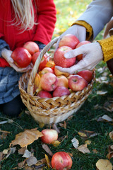 juicy apples in a basket in the garden