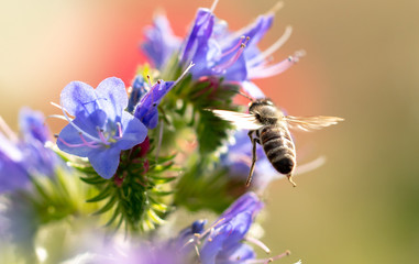A bee collects honey on blue flowers