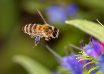 A bee collects honey on blue flowers