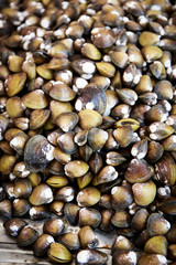 Shellfish in the Farmer's Market