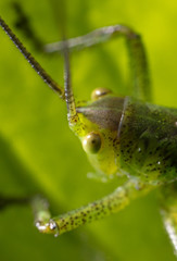 Green grasshopper in grassy vegetation.