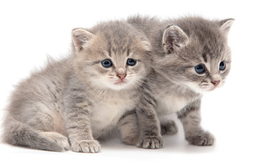 Fototapeta na wymiar Portrait of two little kitten isolated on a white