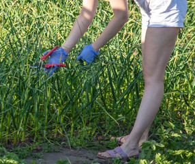 A girl with a secateurs in her hands cuts the garlic