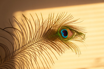 Beautiful colors of peacock feather on sun light beige home wall background 