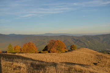 Obraz premium scattered trees on the hill