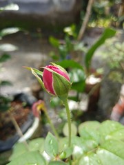 red rose bud