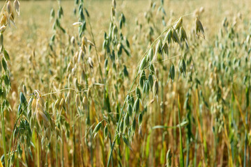 Soft blur background of oat field in summer