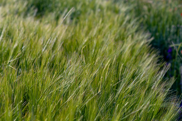 Yellow and green wheat field and sunny day. Ripe yellow wheat ears in the farm land