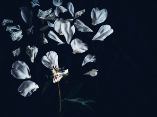 white flowers on black background. petals of a wilted flower on a dark background. wilted peony on a black background. summer texture with petals. scattered flower petals. flying petals on a dark back