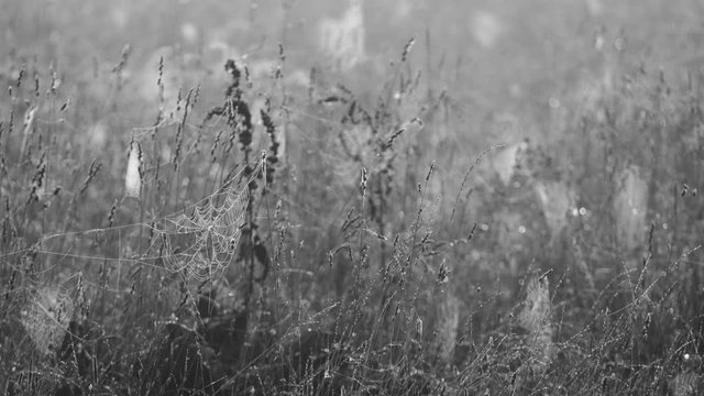 Beautiful unusual black and white 4k video footage of different wild flowers and plants covered with many spider webs.